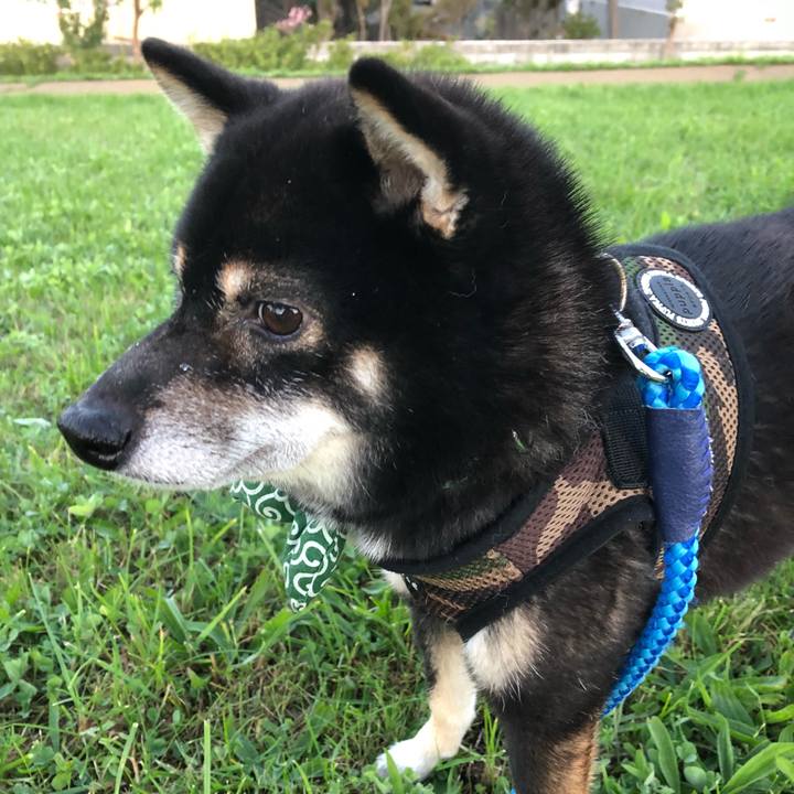 33f3dade ca0b 4aee 9766 04f04d83ab9d 1538521437424