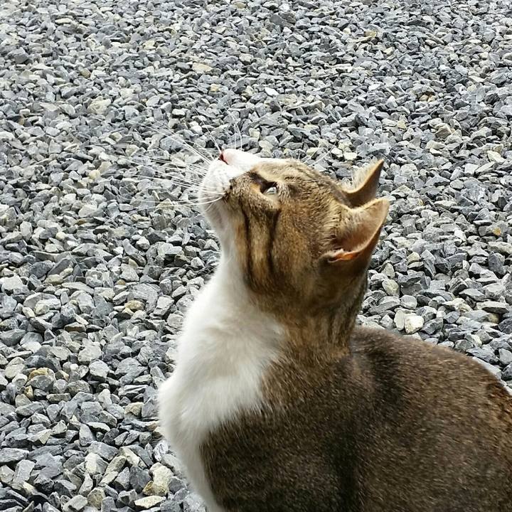 33f90c7f 37ee 4a5b b363 89c10334d1c4 1513434319267