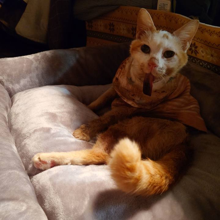 33fa2b7d 04f8 43bc a820 e4366dea6bd3 1769947903467