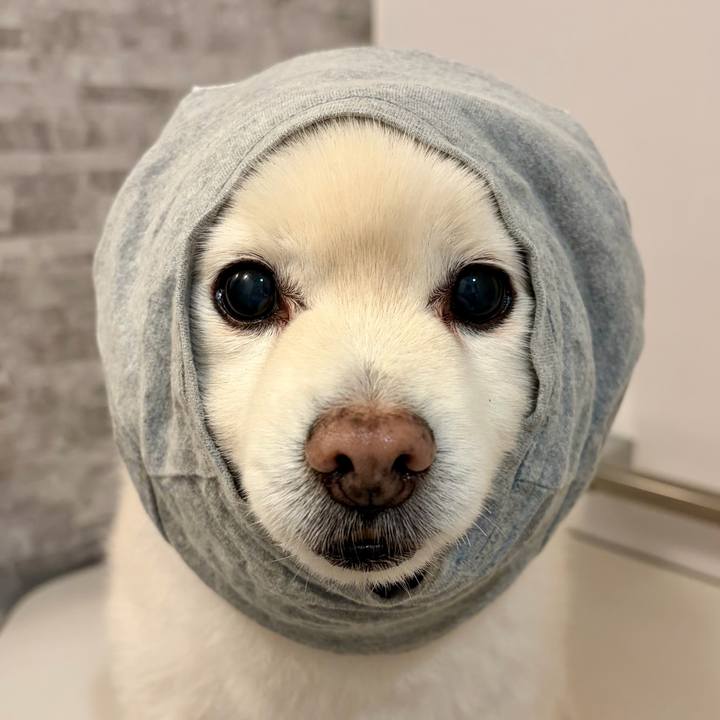 33fb4177 9f4e 4ec8 8b54 a018056f358f 1767529624559