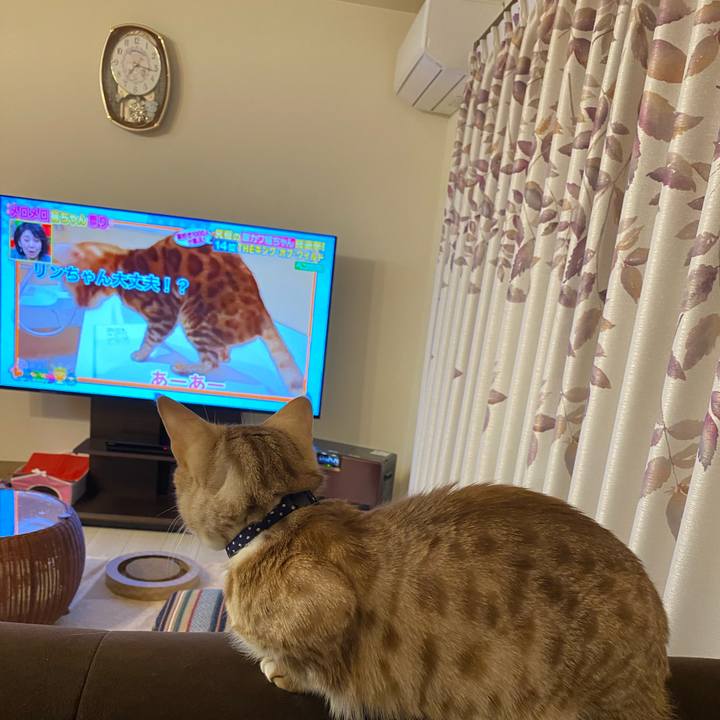 33fc9780 8f32 4e45 b245 4cf65a54361d 1616149115654