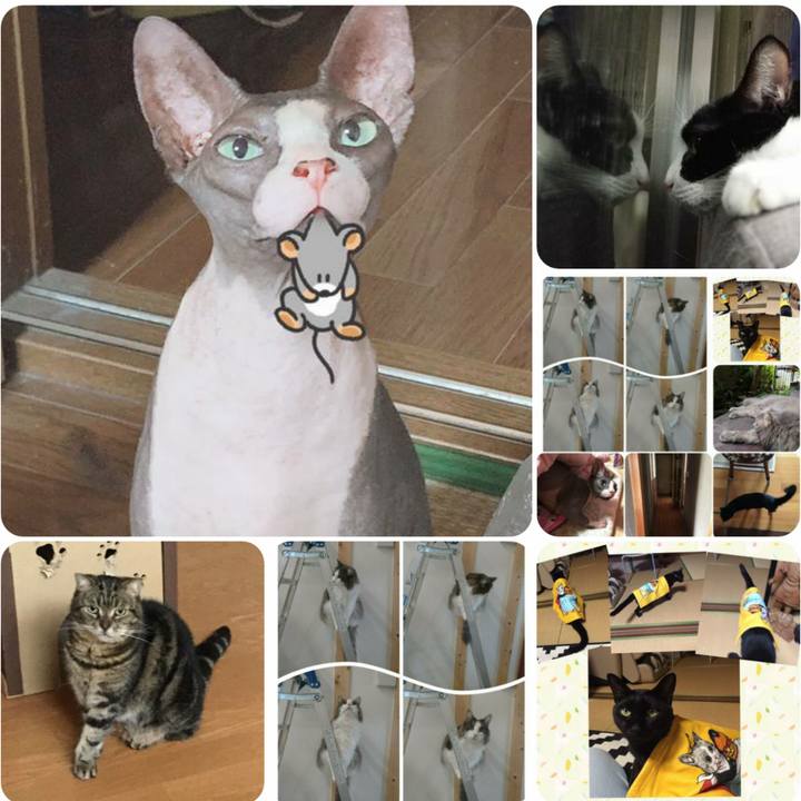 33fd4468 ca16 4c18 8d1a ecc7d11ece5f 1566387610413