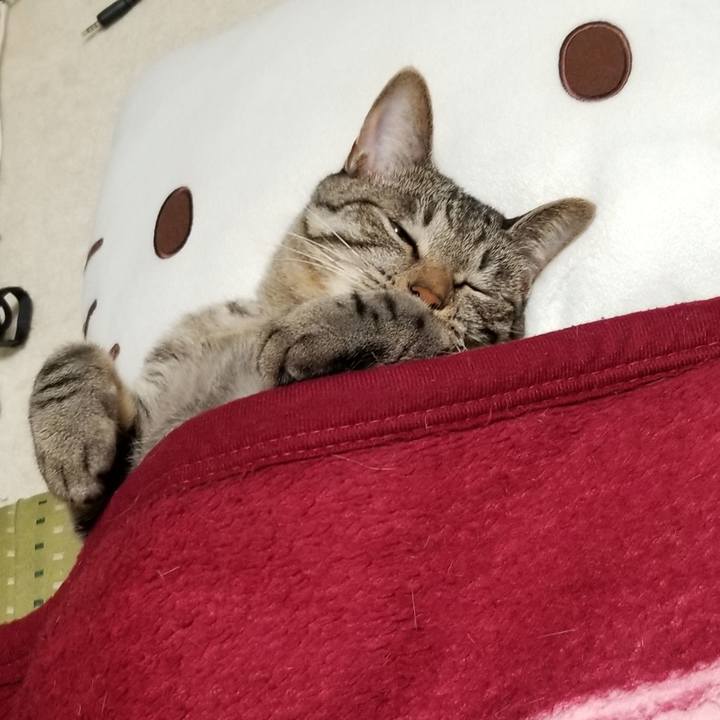 34026da7 1c6f 42d4 a2fc 39f2c2fee758 1691418523258