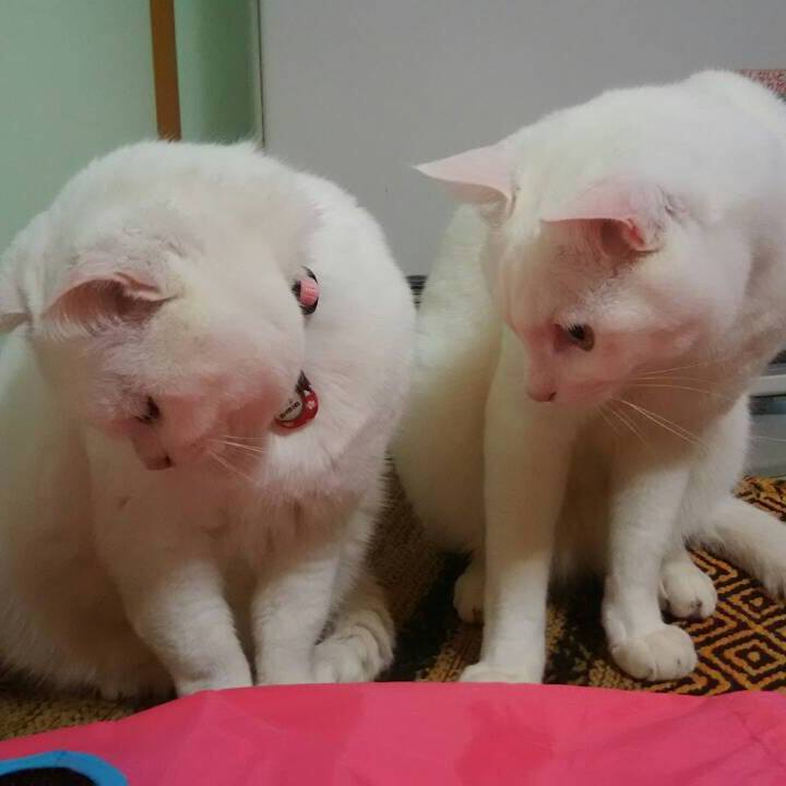 34028a85 3263 454d 9ea3 fe669f42557b 1534597511380