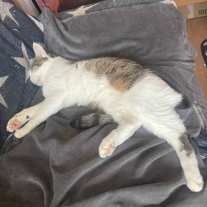 3403529f e717 47b1 8737 49645c88294b 1627025752244