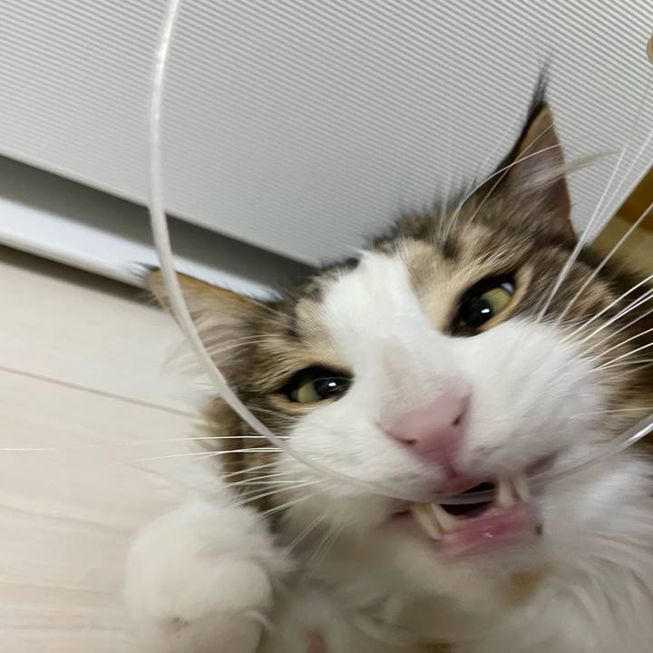 3403c819 91cb 4900 a347 546392081026 1673299456351