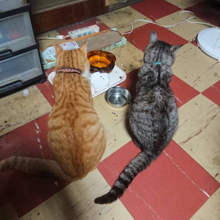 3404437a 69b4 4d73 9d33 8e5919c3f61f 1565554418763