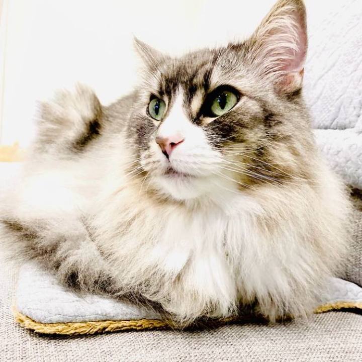 3404494a 201d 4e1c a976 818baaf6a2aa 1762097412305