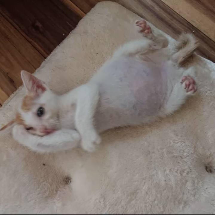 340a9adc 333a 4a8c 822a e88818c97e70 1769444490743