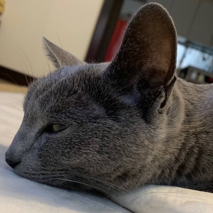 34108009 afcd 440f 8c98 6ed7544898f6 1585627161429