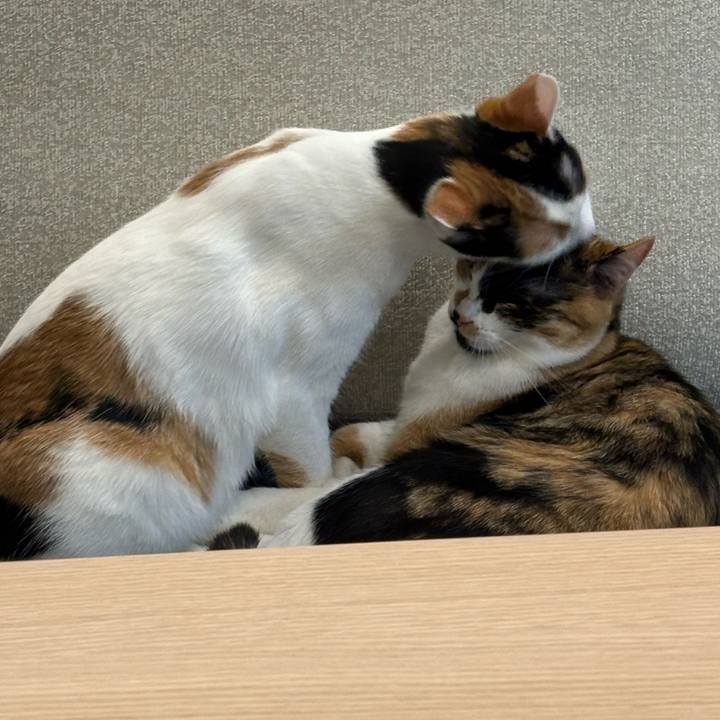 34112e2a c809 4663 9312 cb66ea25bc29 1772809598031