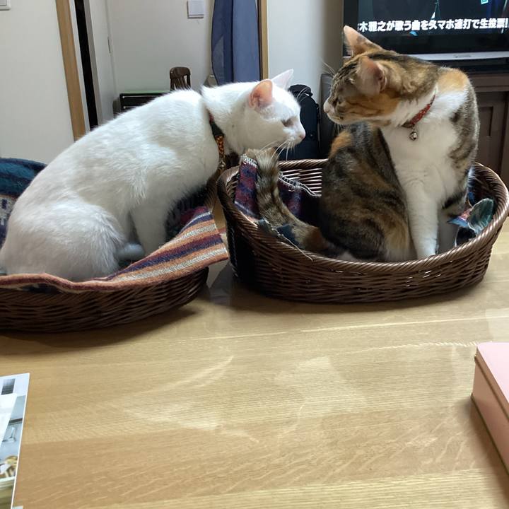 34116fce ac69 4e33 abbd a53b28d724cc 1680902008056