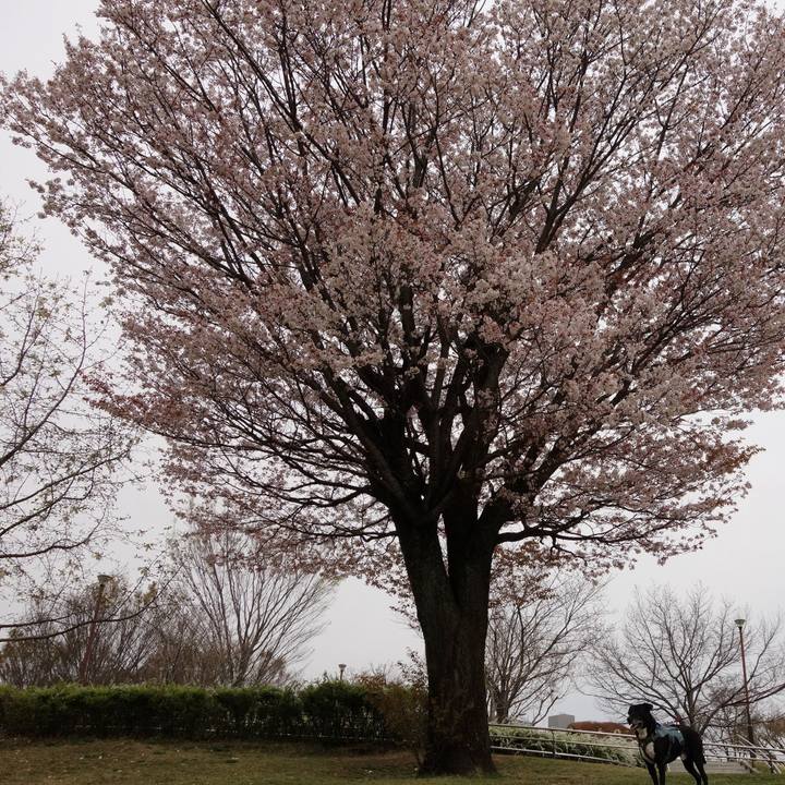 3411e944 d071 48c5 9d5a 81251aee9c25 1712104818940