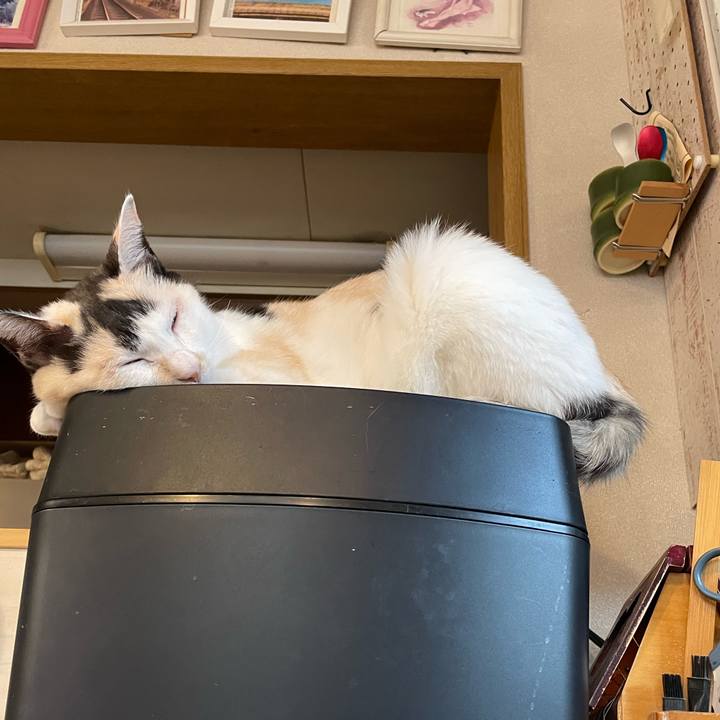 3415a0a9 4fde 4de2 9e41 7eb9b8c49b99 1762899428772