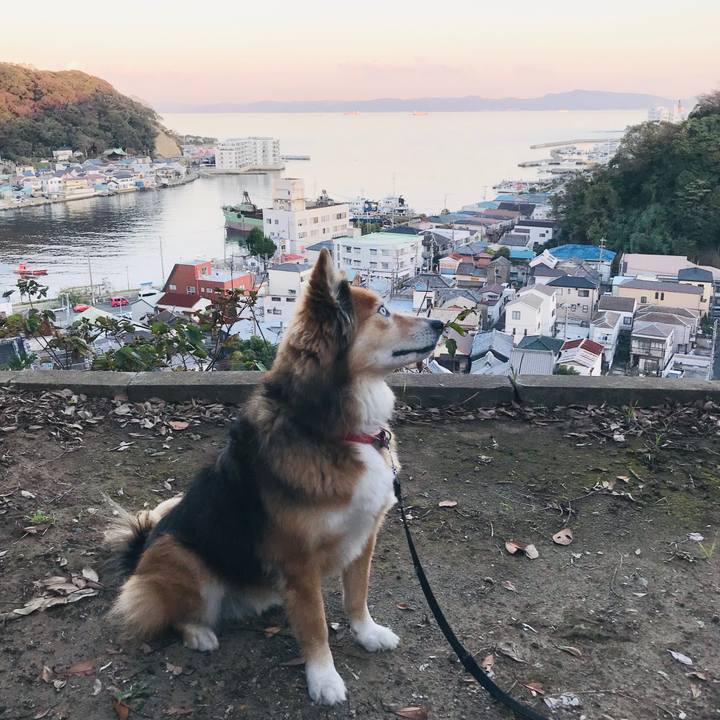 341e4a2a b5df 4fc2 9f7e c0ec7c45bef5 1573025697993