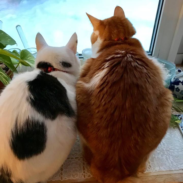 341e4f6b 2a6c 4173 acea c566bea599c3 1547943135619