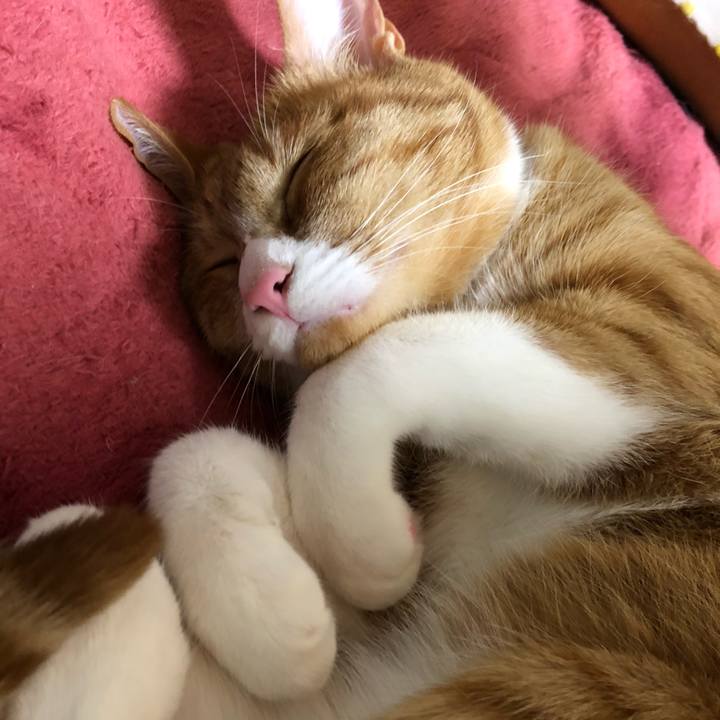 341ee878 7818 4fe6 8f9b cec2cbbf1964 1581331778913