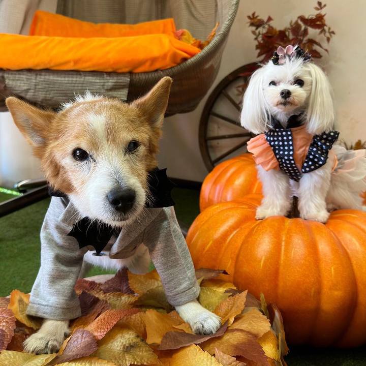 34225611 c227 447b aee0 7e1c860f9adf 1696834887589