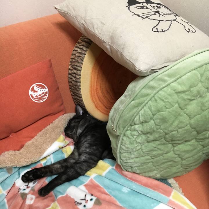 3423e403 ab37 43e3 851e 2e30804e9eb8 1553917234755