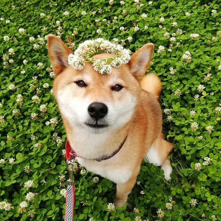 3426bff9 bc94 4e04 9c0d 9158e1d0679b 1589538637187