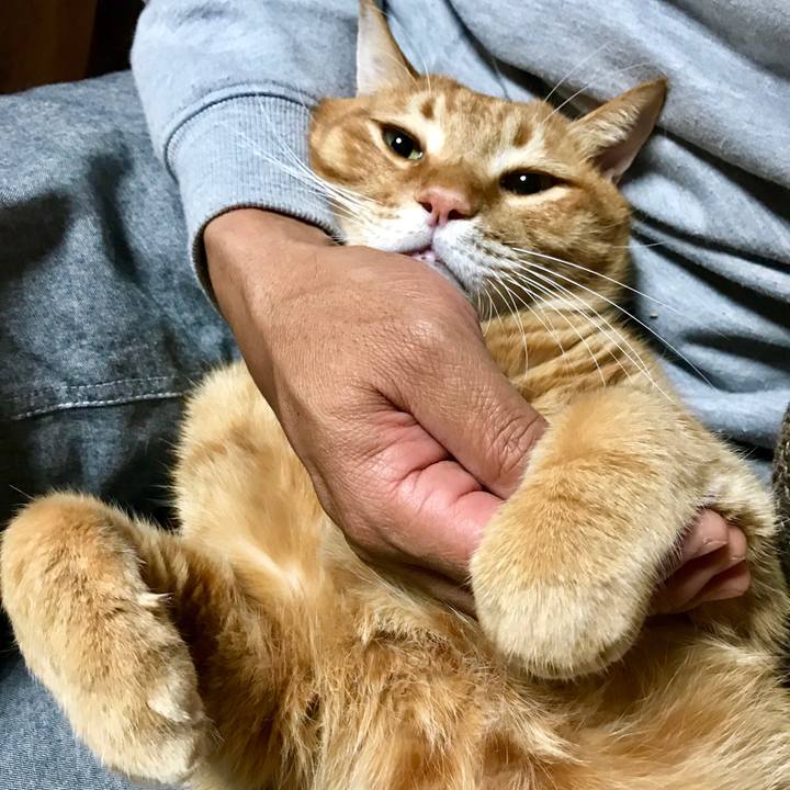 3426e682 e0e0 4ade a1da ff44f4ece486 1543320037890