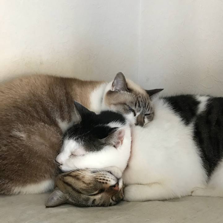 34272a00 1865 408b 98af 17148afe3462 1514204009996