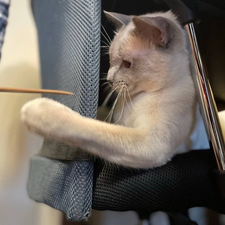 342954a8 e812 4018 8847 4639082cb34d 1736038773673