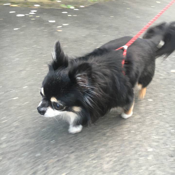 342a4284 0a65 4cd2 83c5 398bc4b4dcd2 1508053804534