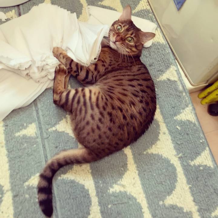 342b1cc0 e77a 4096 ae4f dc693b9cc86b 1627518259594