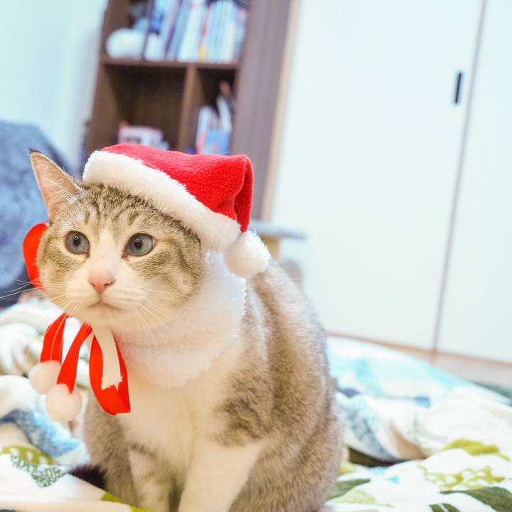 342c781a c5fe 42bf b991 f17b2aefd9f7 1608557065499