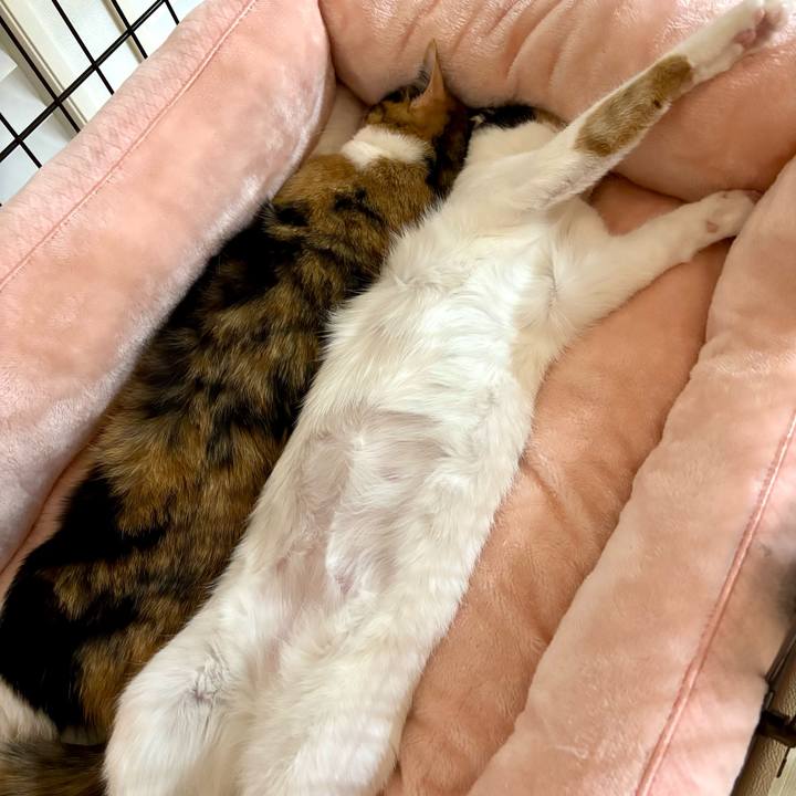 342d0ee4 8e75 4222 adbc 9255432a9a3d 1771231809926