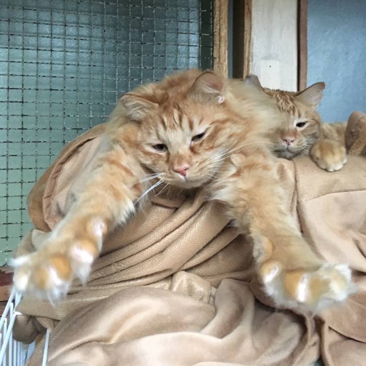 342d9026 75a7 4905 88bd 42db7bc5abdb 1519713984102