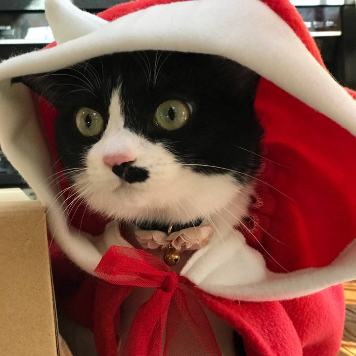 342ed587 68cf 417e 8f0b 84a760307d29 1545705477584