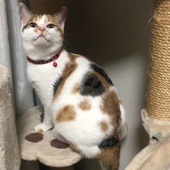 3434fb6b 424c 43a7 8439 43de39e909ec 1581516825974