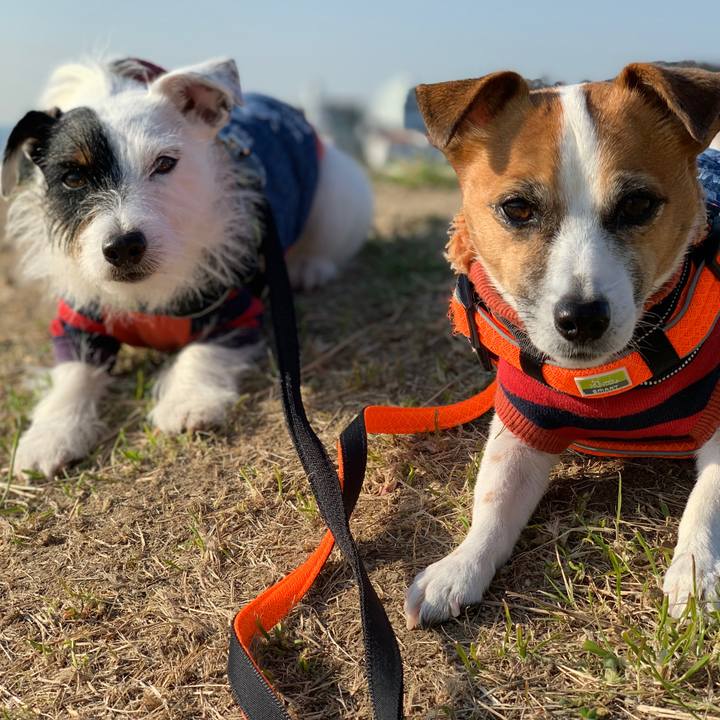 343818d0 74a5 4ddf a889 05e3b1d0daa1 1545354256812