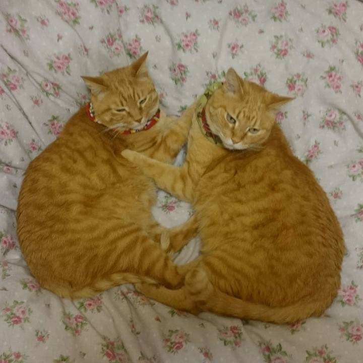 3439168e 4c71 49a8 819f e95f3f86aca1 1522161457056