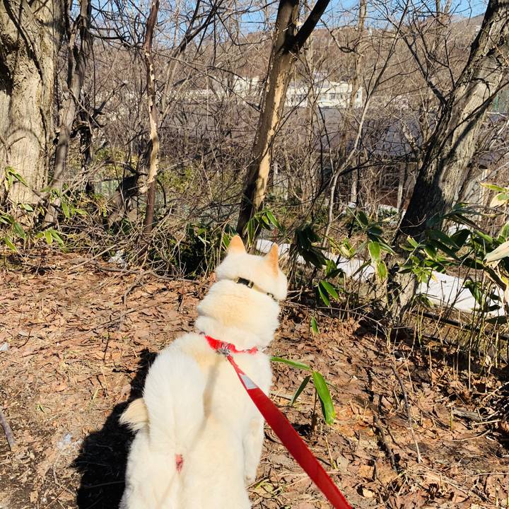 343923af d448 4bb0 8d8d f4463ee4c05c 1585620015865