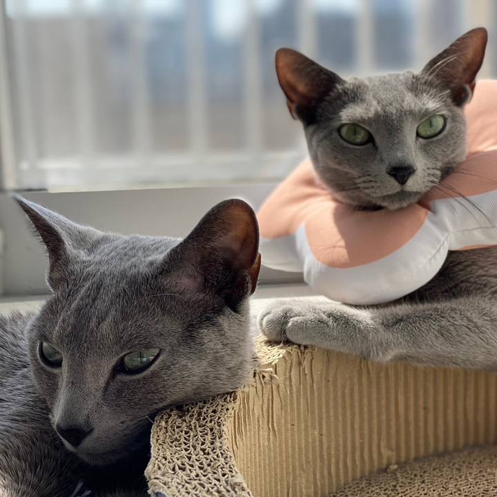 343aaa9b 2393 4a96 af1a cecb6291c494 1679023693135