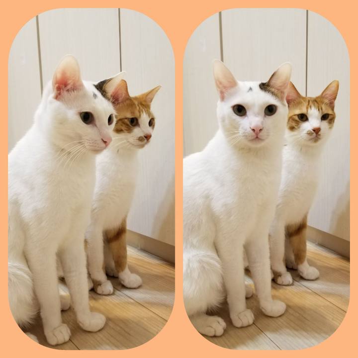 343c8b12 1edc 45ca 887b 21eaf9fa1741 1549684982118