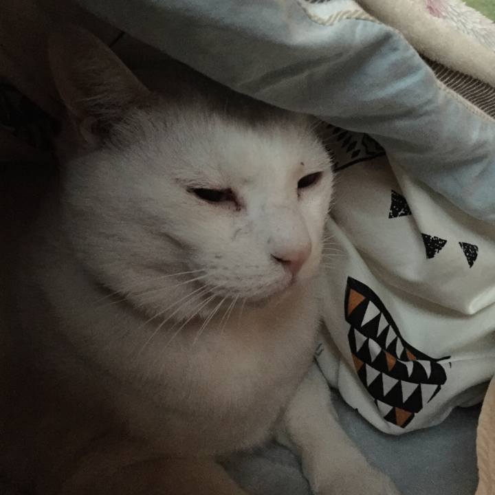 343de27c 2411 439f afb7 da3d1d3628cb 1546035381125