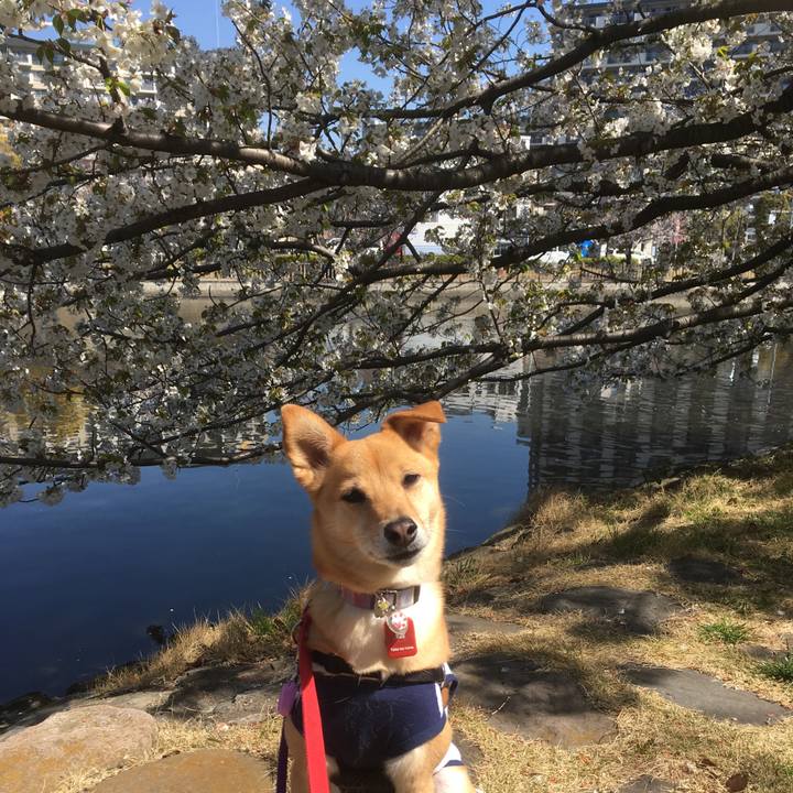 343df7e4 45a4 4f29 aba5 eb6fcc1c533d 1554342902251