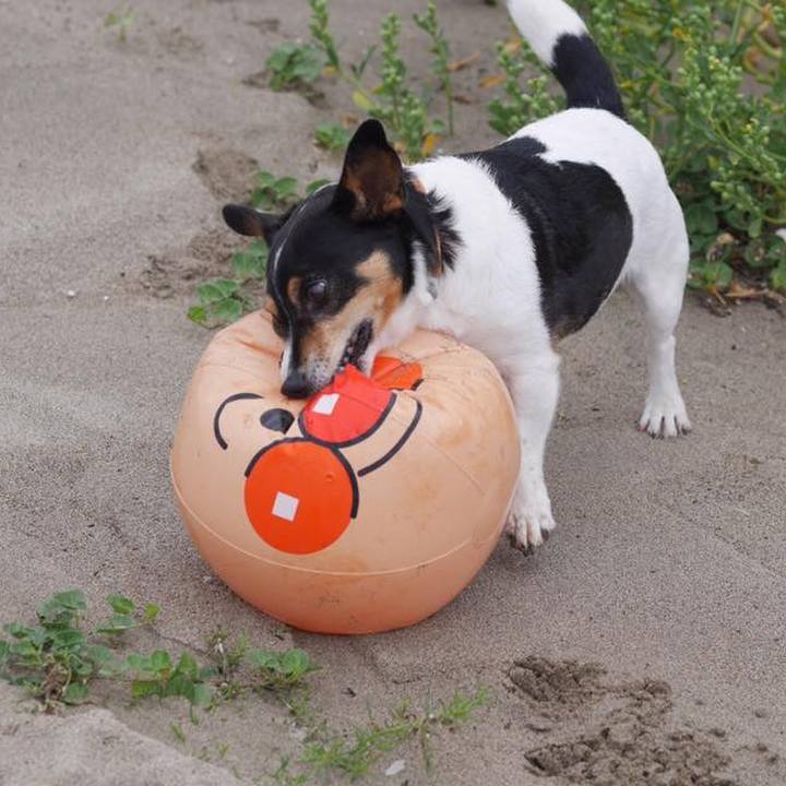 343ee38f b29e 4634 b30f f02dc3a30150 1532866048496