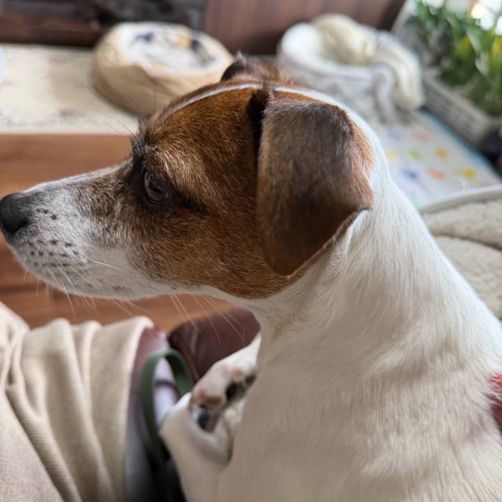 343ef944 bcc2 4b32 9b49 9a6274f16440 1766462199366