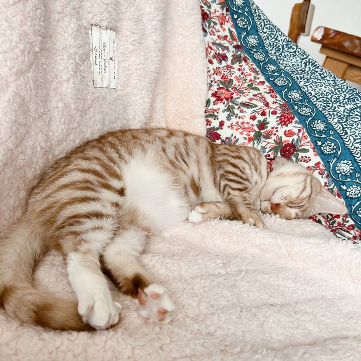 343f3577 8747 4f1f 8f92 c1a863de1ad8 1654921554455