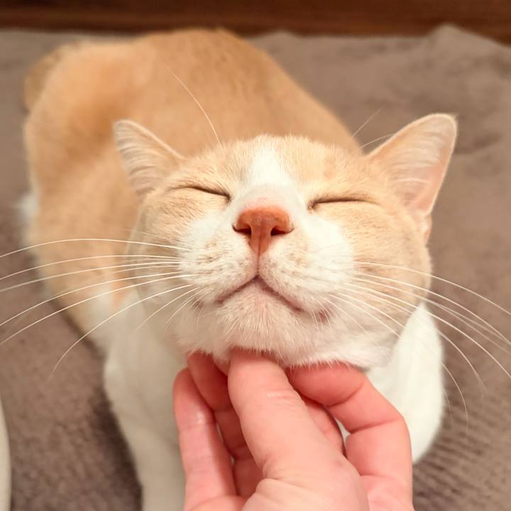 344063e0 dea8 4cd1 b1c2 80082855280b 1768302463268