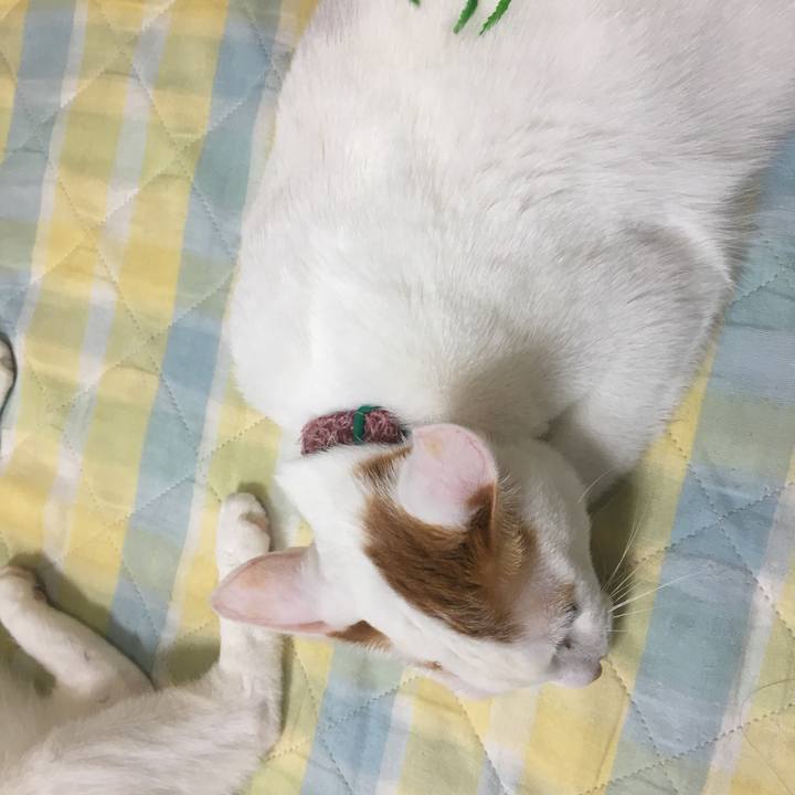 3445089f b264 4af0 9be1 2cef7ec727dd 1528199153265