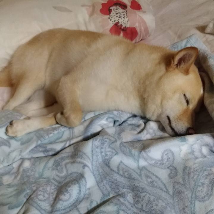 34458268 c941 453a b7f6 f1bc275190c3 1598445854139