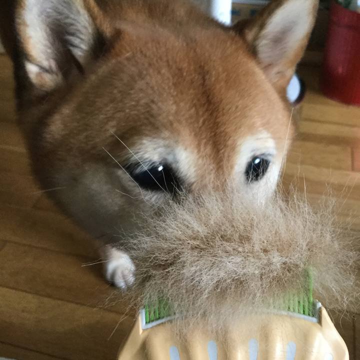 34463849 b10a 431a b54d 015e1d236f69 1597638732967