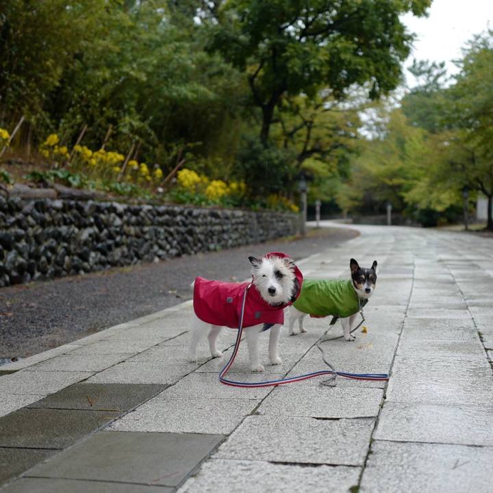 34472b15 0565 4635 8418 b8273147449c 1508386899741