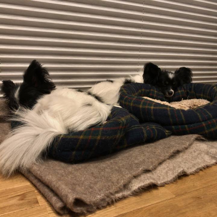 344730e2 2a80 4b1e 951a c601715f986c 1512130446000